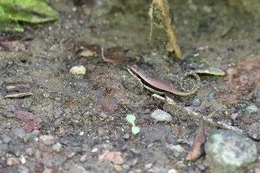 Kübalı benekli kıvırcık kuyruklu ya da kıvırcık kuyruklu Monte Verde kertenkelesi - Leiocephalus makropus- Yurumi nehri kanyon bölgesinin sığ ırmağının altında, ağzının yanında görüldü. Baracoa-Küba.