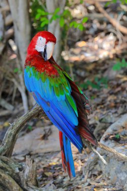 Kırmızı-yeşil papağan -Ara kloropterus - aynı zamanda yeşil kanatlı papağan olarak da bilinir, Ara cinsinin Güney Amerika 'ya özgü en büyük papağanı, Cayo Saetia Cay batı sahilinde görüldü. Mayari-Küba.