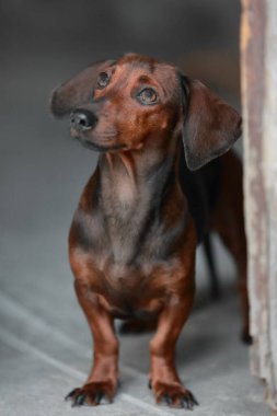 Standart büyüklükte, kırmızı tüylü, tasmasız bir köpek. Körfezin doğu yakasındaki Regla belediyesinin kaldırımından yukarı bakıyor. Havana-Küba.