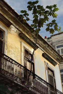 Havana, Cuba-October 26, 2019: Specimen of Cecropia plant growing in a pot on the long-narrow balcony of an old house on Calle Brasil or Teniente Rey Street north, even numbers -about the 150s- side. clipart