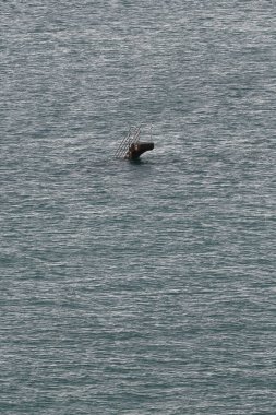 Dalgalar ait olduğu deniz suyu yüzme havuzunu gizlerken gizemli bir şekilde sudan çıkan hayalet dalış tahtası. 1937 'de Plage Bon-Secours Sahili, Saint-Malo' da inşa edilmiş. Britanya-Fransa.