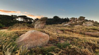 Sarı çim yeşili çalılık kozalaklı çalılık arazide, Sentier des Douaniers-Gümrük Memurları Yolu 'nun yanındaki pembe granit kayalarla kaplı, Men Ruz deniz feneri alanı. Ploumanac'h-Brittany-France.
