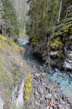 The Johnston Canyon gorge, cut among lodgepole pines by the scenic Johnston Creek on the limestone rock, followed by a hiking trail, a fenced route with catwalks and viewpoints. Banff-Alberta-Canada. clipart