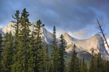 Lawrence Grassi, Madenciler Tepesi, Ha Ling Tepesi, sabahın erken saatlerinde Kozalaklı ağaçların ötesinde, Polis Deresi 'nden batıya doğru görüldü. Canmore-Alberta-Kanada.