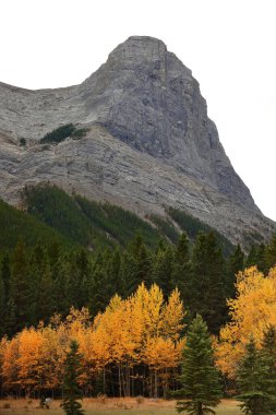 Kozalaklı ağaçlar ve sonbahar renklerinde titreyen kavak ağaçları Quarry Lake Park 'tan görünen Ehagay Nakoda Sıradağları' nın eteklerinde eski bir maden alanından geri alındı. Canmore-Alberta-Kanada.