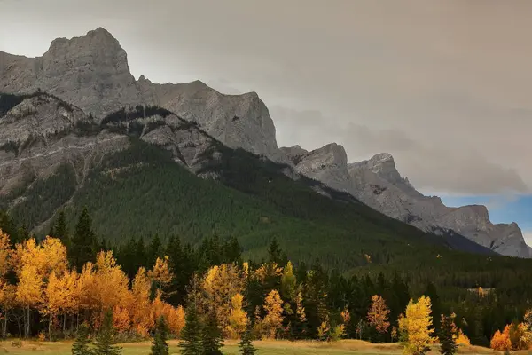 Kozalaklı kozalaklı orman, Rundle Dağı 'nın eteklerindeki sonbahar renkli kavak ağaçları Quarry Lake Park' tan görülen yedi farklı tepe, eski bir maden alanından geri alındı. Canmore-Alberta-Kanada.
