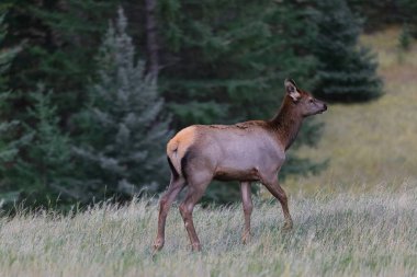 Dişi geyik ya da wapiti -Cervus kanadentisi- örneği, öğleden sonra Banff kasabasının kuzeyindeki Norquay Dağı boyunca Norquay Dağı yamaçlarında dolaşırken görüldü. Alberta-Kanada.