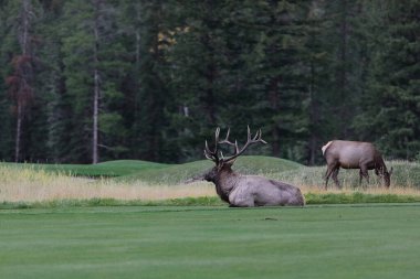 Erkek-boğa-dişi-sığır-geyik ya da wapiti - Cervus kanadentisi- öğleden sonra Banff kasabasının doğusundaki golf sahası yolunda dinleniyor ve otlanıyor. AB-Kanada.