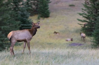 Dişi geyik ya da wapiti -Cervus kanadentisi- örneği, öğleden sonra Banff kasabasının kuzeyindeki Norquay Dağı boyunca Norquay Dağı yamaçlarında dolaşırken görüldü. Alberta-Kanada.