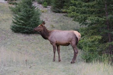 Dişi geyik ya da wapiti -Cervus kanadentisi- örneği, öğleden sonra Banff kasabasının kuzeyindeki Norquay Dağı boyunca Norquay Dağı yamaçlarında dolaşırken görüldü. Alberta-Kanada.
