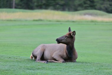 Dişi geyik ya da wapiti Cervus Kanadalıları öğleden sonra dinlenip otlarken Banff kasabasının doğusundaki Golf Pisti Yolu boyunca uzanır. Alberta-Kanada.