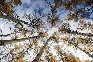 Sarılı kavak ağaçlarının yaprakları, ormanda, Piramit Dağı 'nın eteğindeki, böbrek şeklindeki Piramit Gölü Piramidi Yolu' nun kenarına düşer. Jasper NP-Alberta-Kanada.