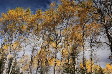 Sarılı kavak ağaçlarının yaprakları, ormanda, Piramit Dağı 'nın eteğindeki, böbrek şeklindeki Piramit Gölü Piramidi Yolu' nun kenarına düşer. Jasper NP-Alberta-Kanada.