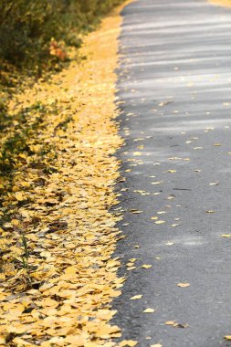 Piramit Gölü 'nün güney kıyısında Piramit Dağı' nın eteklerinde Piramit Gölü Sahil Yolu 'nun yol kenarındaki ağaçların yaprakları sarsılıyor. Jasper NP-Alberta-Kanada.