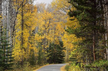 Piramit Gölü Sahil Yolu, piramit dağının eteklerindeki böbrek şeklindeki Piramit Gölü 'nün güney kıyısında sarsılan kavak ağaçlarından geçer. Jasper NP-Alberta-Kanada.