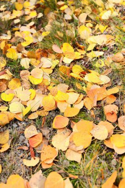 Bir grup titreyen kavak ağacı - Populus tremuloid- sonbaharda yaprakları sarı-turuncu-kırmızımsı renkler Medicine Lake havzasının seyrek çimlerine düştü. Jasper NP-Alberta-Kanada.