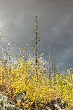 Aspen ve kavak ağaçları, ölü kozalaklı ağaçlar arasında yetişen altın sarısı renkli yapraklarda filizlenir (2015 orman yangınının 2021 