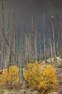 Aspen ve kavak ağaçları, ölü kozalaklı ağaçlar arasında yetişen altın sarısı renkli yapraklarda filizlenir (2015 orman yangınının 2021 