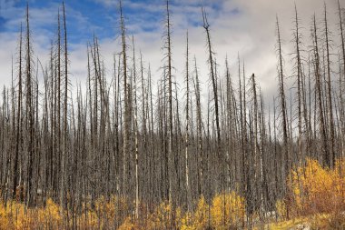 Aspen ve kavak ağaçları, ölü kozalaklı ağaçlar arasında yetişen altın sarısı renkli yapraklarda filizlenir (2015 orman yangınının 2021 