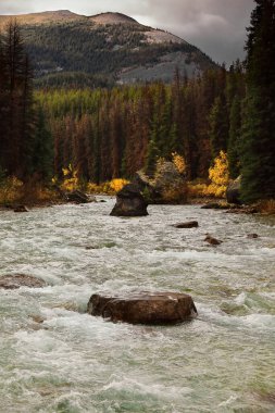 Maligne Gölü 'nden, Opal NW2 (E) ve Shovel N1 (W) dağları arasında akan Maligne Nehri, sonbahar yaprakları arasında kozalaklı ağaçlar ve kavak ağaçlarıyla çevrilidir. Jasper NP-Alberta-Kanada.