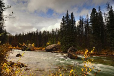 Maligne Gölü 'nden akan Maligne Nehri, sonbahar yapraklarında kozalaklı ormanlar ve kavak ağaçlarıyla çevrili Opal NW2 (doğu) ve Shovel N1 (batı) dağları arasında akar. Jasper NP-Alberta-Kanada.