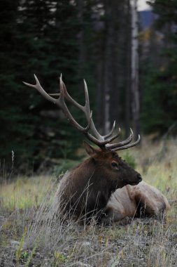 Erkek-boğa-geyik ya da wapiti -Cervus kanadentisi- akşamları yolun kenarında dinleniyor ve otlanıyor, Icefields Parkway ve Yellowhead Hwy.junction, Jasper 'ın eteklerinde. Alberta-Kanada.