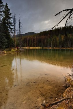 Athabasca Nehri Kavşağı 7g yakınlarında küçük bir zümrüt göleti ve Maligne Gölü Yolu 'nun altında kaygı verici, bulutlu bir gökyüzünün altında ölü ağaç gövdeleri olan çamurlu bir sahil. Jasper NP-Alberta-Kanada.