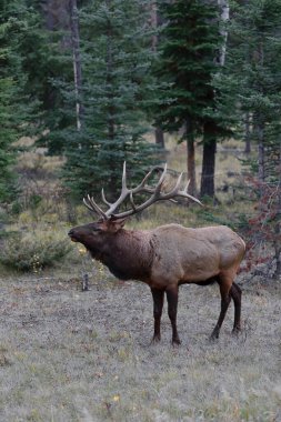 Erkek-boğa-geyik ya da wapiti -Cervus kanadentisi- akşamleyin yolun kenarında duruyor. Jasper 'ın varoşlarındaki Icefields Parkway ve Yellowhead Highway kavşağının yanında. Alberta-Kanada.