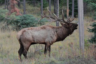Yetişkin erkek geyik ya da wapiti Cervus kanadenteleri öğleden sonra Jasper kasabasının dışındaki Cottonwood Bataklığı bölgesinde Piramit Gölü Yolu 'nun yanında dikilirken güm güm ötüyor. Alberta-Kanada.
