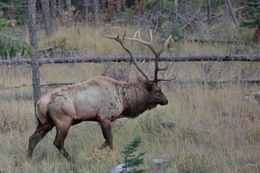 Yetişkin erkek geyik ya da wapiti Cervus kanadentileri öğleden sonra Cottonwood Bataklığı 'ndaki Piramit Gölü Yolu' nun kenarındaki Jasper kasabasında dolaşıyorlar. Alberta-Kanada.