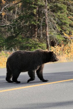 Domuz dişi boz ayı yaklaşan trafiği kontrol ederken kozalaklı bir ormandan Patricia Gölü 'nün güneyindeki Cottonwood Bataklığı' na gitmek için Piramit Gölü Yolu 'nu geçiyor. Jasper NP-Alberta-Kanada.