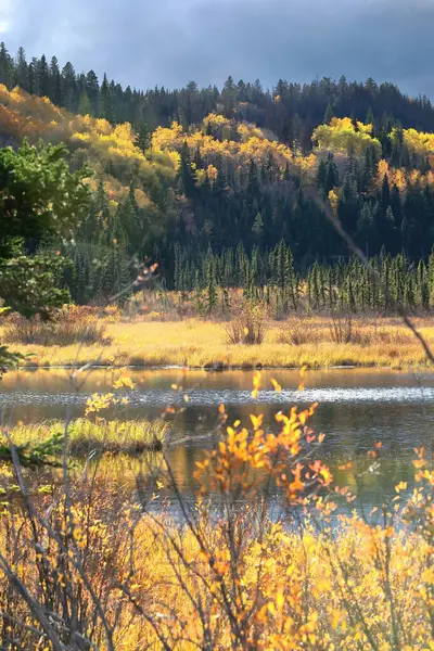 Sarımsı kırmızımsı sonbahar gölgelerindeki nehir bitkileri kozalaklı ormanlar ve Cottonwood Bataklığı 'ndaki titreyen kavak ağaçlarıyla çevrili. Jasper ve Patricia Lake' in ortasında. Alberta-Kanada.