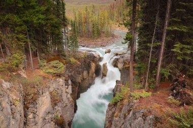Sunwapta Nehri 'ndeki Yukarı Sunwapta Şelalesi' nin 18.5 metre yüksekliğindeki zümrüt suları, kozalaklı bir adayı dar ve kısa bir vadi haline getirdikten sonra düşer. Jasper NP-Alberta-Kanada.