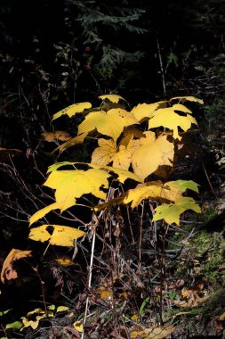 Acer glabrum 'un genç çekimleri- Rocky Dağı akçaağaç - Zümrüt Gölü' nün çevresindeki yürüyüş parkurunun zemininde yetişiyor. Gün ortası güneş ışığının yeşilliklerden akmasıyla aydınlanıyor. Yoho NP-BC-Kanada.