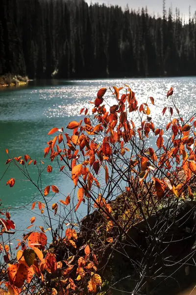 Balsam Poplar-Populus Balsamifera 'nın genç çekimleri- Zümrüt Gölü' nü çevreleyen yürüyüş parkurunda yetişiyor ve gölün yeşil sularına karşı güneş tarafından aydınlatılıyor. Yoho NP-BC-Kanada.