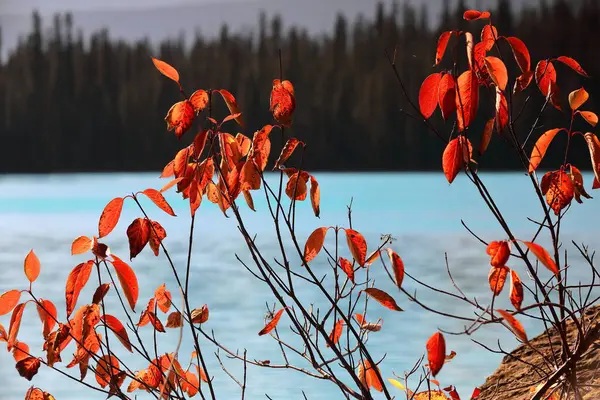 Balsam Poplar-Populus Balsamifera 'nın genç çekimleri- Zümrüt Gölü' nü çevreleyen yürüyüş parkurunda yetişiyor ve gölün yeşil sularına karşı güneş tarafından aydınlatılıyor. Yoho NP-BC-Kanada.
