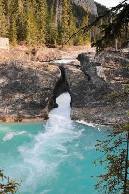 Kicking Horse Nehri 'nin turkuaz mavisi suları, akış boyunca uzanan Doğal Köprü kaya oluşumunu akışına bırakarak dar bir kanyon boyunca inmeye başlar. Saha Yoho NP-BC-Kanada.