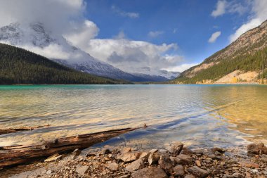 Kanada 'daki Waputik Dağları' nda (Chephren, Epaulette, H.and C.Kaufmann, Sarbach) Lower Waterfowl Gölü 'nün SE ucunda düşen ölü ağaç gövdeleri. Banff NP-Alberta-Kanada.
