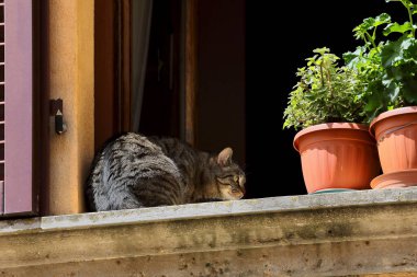 Via del Poggiolo Caddesi 'ndeki bir evin pencere eşiğinde güneşlenen tekir kedi, leylek gagalı veya pelargonyum bitkilerli plastik terakotta renkli saksılar. Montepulciano-Toskana-İtalya.