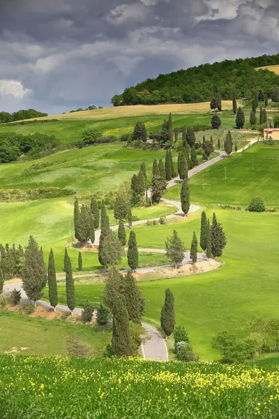 Monticchiello köyünün güneyindeki hububat ve tecavüz tarlalarında ünlü bir selvi hattı bulunur: yokuş yukarı giden Strada Eyaleti 88 yolunun kıvrımlı yolu. Val d 'Orcia-Siena Eyaleti. Toskana-İtalya..