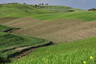 Alçak kayan tepelerin manzarası (bazı tahıl ekilmiş, bazı nadasa) San Quirico d 'Orcia selvi ilk grup karşı karşıya SS2, Val d' Orcia-Ombrone vadileri bölünmüş. Siena Eyaleti. -Toskana-İtalya.