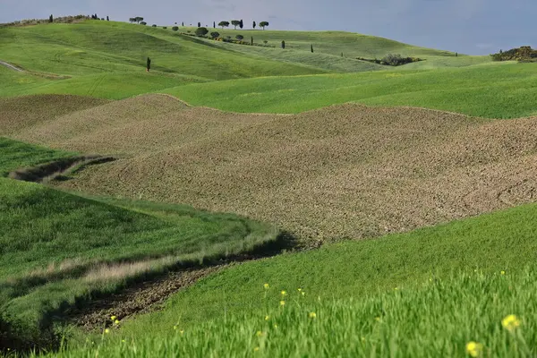 Alçak kayan tepelerin manzarası (bazı tahıl ekilmiş, bazı nadasa) San Quirico d 'Orcia selvi ilk grup karşı karşıya SS2, Val d' Orcia-Ombrone vadileri bölünmüş. Siena Eyaleti. -Toskana-İtalya.