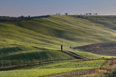 San Quirico 'nun aşağısından kuzeye doğru, Val d' Orcia Vadisi üzerindeki ilk selvi bölgesinden, SS2 'nin kuzey tarafındaki tarım arazilerine ve podere çiftliklerine. Toskana-İtalya.