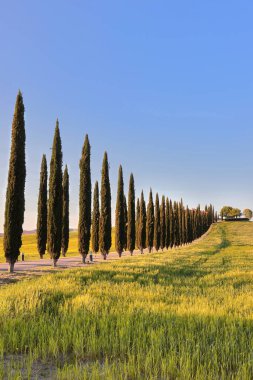 Castiglione d 'Orcia, İtalya-11 Mayıs 2022: SS2' den başlayıp bir podere-çiftliğine uzanan Kıbrıs toprak yolu ilkbaharda, sıcak günbatımının altında, yeşil safhalarda, tahıl tarlaları arasında.