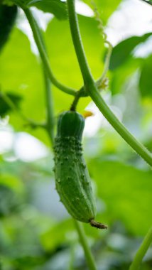 Dallarda salatalık yetiştiriyor. Evde yetişen organik gıda konsepti. Soace kopyala