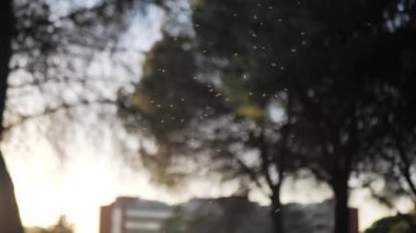 Yeni doğan böcek sürüsü içinde güneş ışınları güneşlenmek.