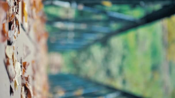 Жовте Кленове Листя Ширяє Вітрі Сонячному Світлі Темному Розмитому Фоні — стокове відео