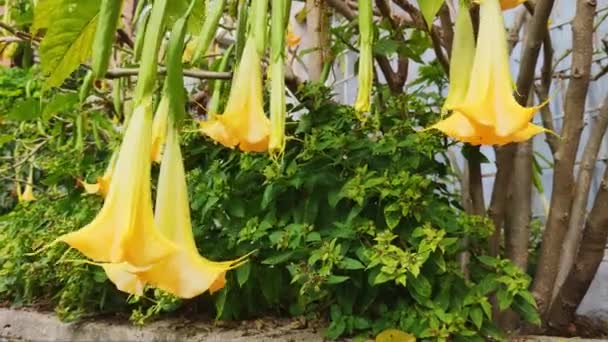 Anjos Trompete Flores Brugmansia Brugmansia Suaveolens Família Solanaceae Fundo Céu — Vídeo de Stock