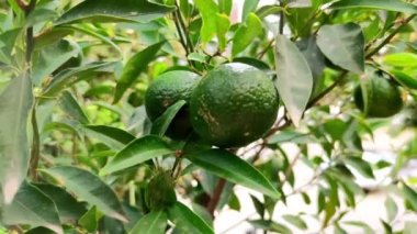 Limon ağacı, ağaçta sallanan olgun limonlar. İtalya 'da limon yetiştiriyor, limon yetiştiriyor. Taze meyve hasadı, meyve hasadı. meyve bahçesi.