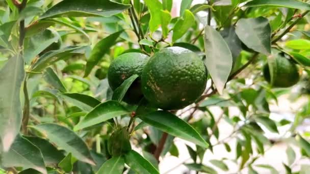 Limonero Limones Maduros Colgados Árbol Cultivo Limones Italia Huerto Cítricos — Vídeos de Stock